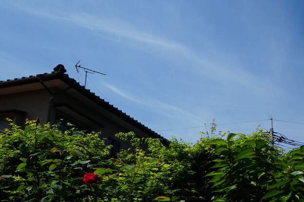 写真: 庭のバラと飛行機