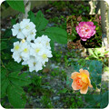 写真: イングリッシュガーデンのバラ