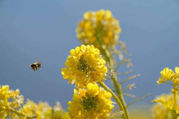 菜の花とミツバチ(1)
