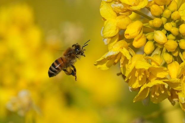 菜の花とミツバチ (2)