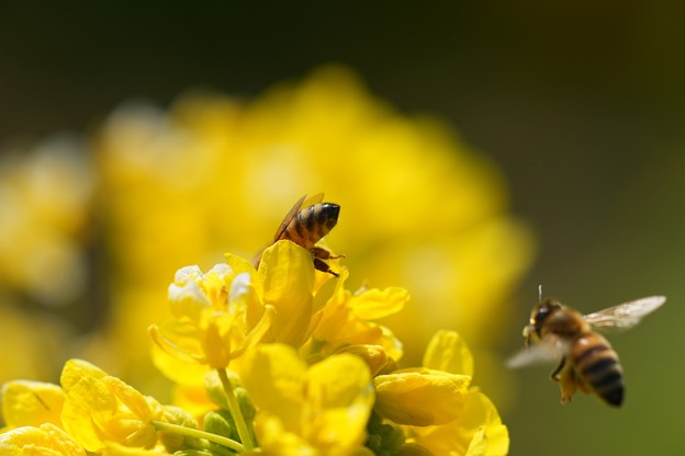 菜の花とミツバチ (3)