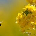 写真: 菜の花とミツバチ (4)