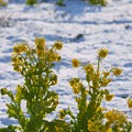写真: 菜の花と雪 (2)