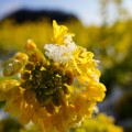 写真: 菜の花と雪 (3)