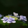 写真: 紫陽花 (1)