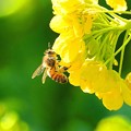 ミツバチと菜の花 (3)