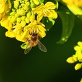 ミツバチと菜の花 (4)