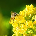 ミツバチと菜の花 (5)