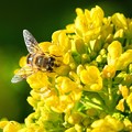写真: ミツバチと菜の花 (6)