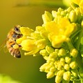 写真: ミツバチと菜の花 (7)