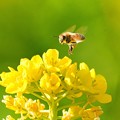 写真: ミツバチと菜の花 (9)