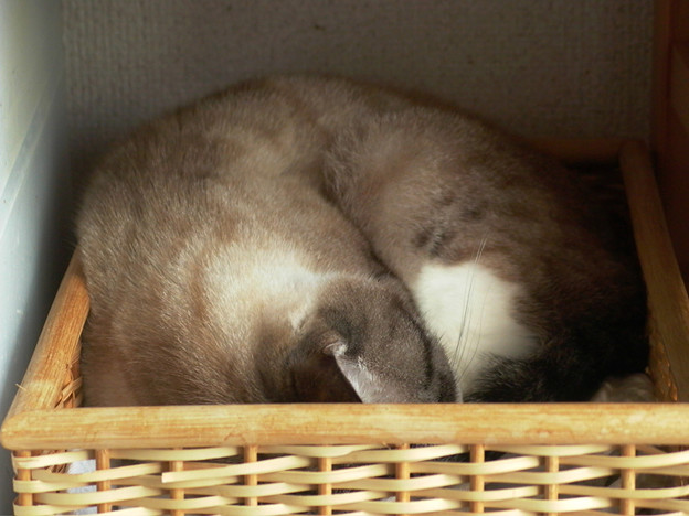 写真: 眠る猫