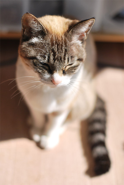 写真: 陽を浴びる猫