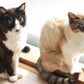 写真: 窓際の2匹の猫