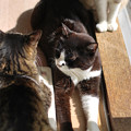 写真: 陽を浴びる猫たち