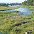 写真: 増水気味の多摩川 上流方面