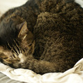 写真: 丸くなって眠る猫
