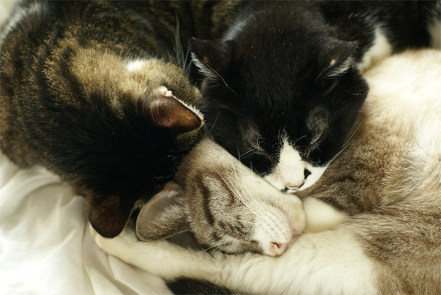 いっしょに眠る猫たち２