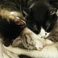 写真: いっしょに眠る猫たち２