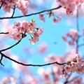 写真: 04　花に囲まれた桜