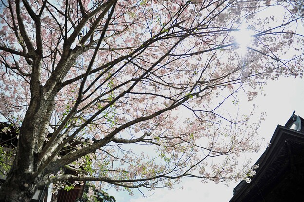 写真: 01　散らばる桜