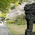 写真: 15　桜見る達磨像
