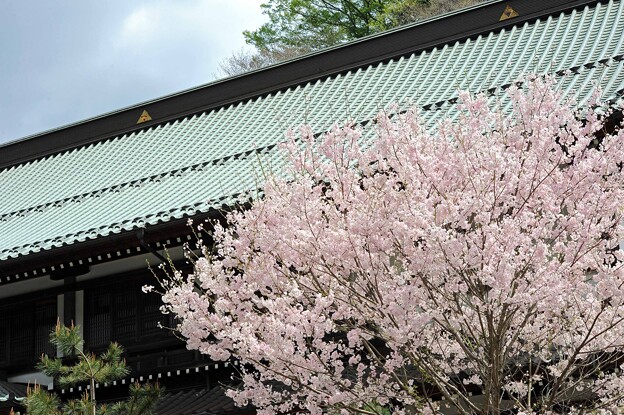 写真: 17　輝く屋根と桜