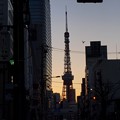 写真: 東京タワー1