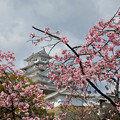 写真: 早咲きの桜
