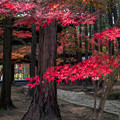 写真: 曹源寺の紅葉