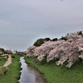 写真: 飛鳥川沿いの桜