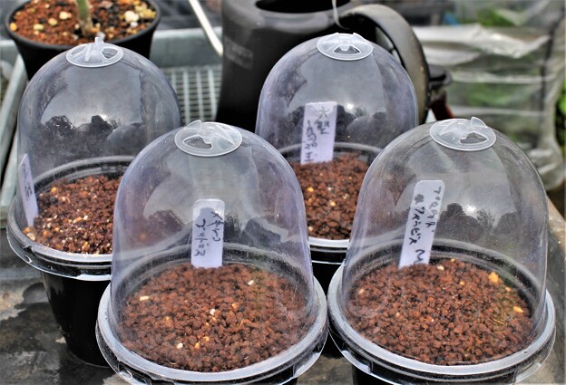 写真: 種蒔き用湿度ドーム