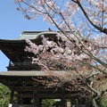 写真: 今年最後の桜かな？