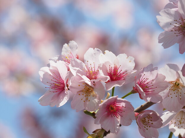 写真: 今年最初の桜便り