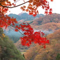 Photos: 奥山に紅く葉を染めし