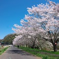 Photos: 桜散歩道