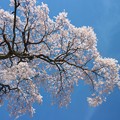 Photos: 地蔵桜０２