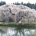 Photos: 棚倉 花園の桜02