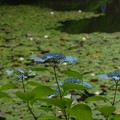 写真: 池と紫陽花