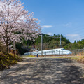 写真: 桜＆上り新幹線