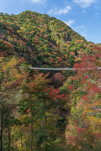 写真: 梅の木轟公園吊橋