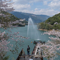 写真: １万本の桜咲く湖畔