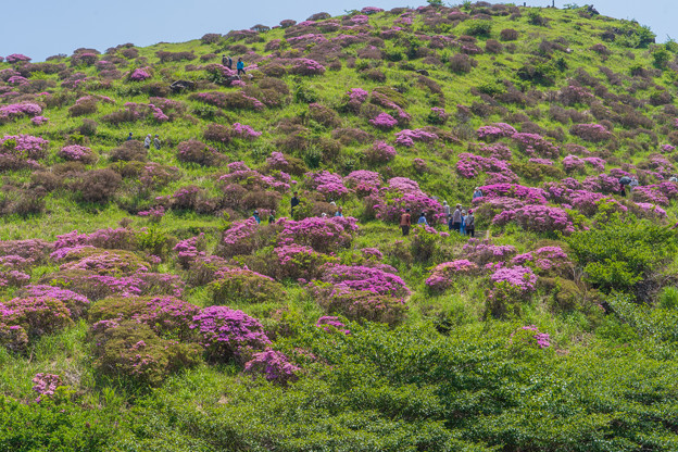 写真: ミヤマキリシマ丘陵に咲く