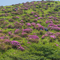 ミヤマキリシマ丘陵に咲く