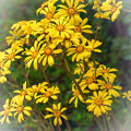 写真: 初冬の黄色の頭花