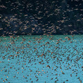 写真: 冬鳥の群れ