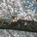 写真: 湖畔の桜