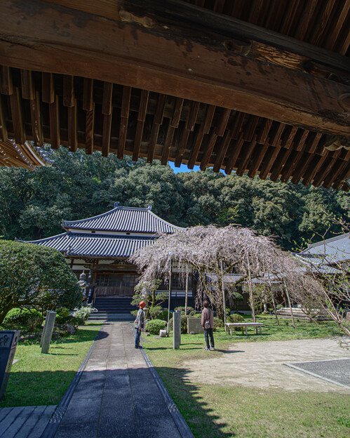 写真: 宗覚寺の枝垂れ桜
