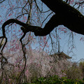 写真: 浄専寺の枝垂れ桜