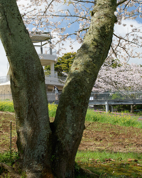 写真: 水俣の桜名所